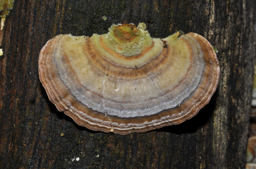 Coriolus versicolor? (Trametes versicolor)