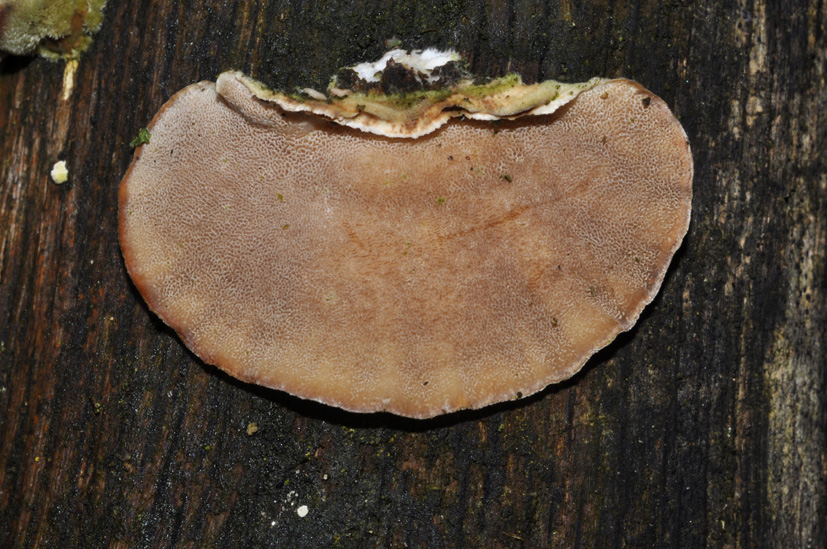 Coriolus versicolor? (Trametes versicolor)