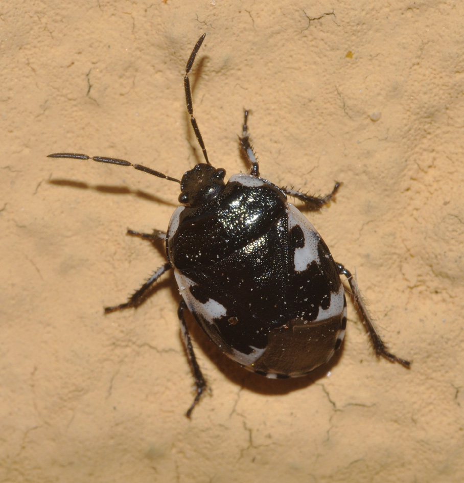 Cydnidae: Tritomegas bicolor dei dintorni di Milano.