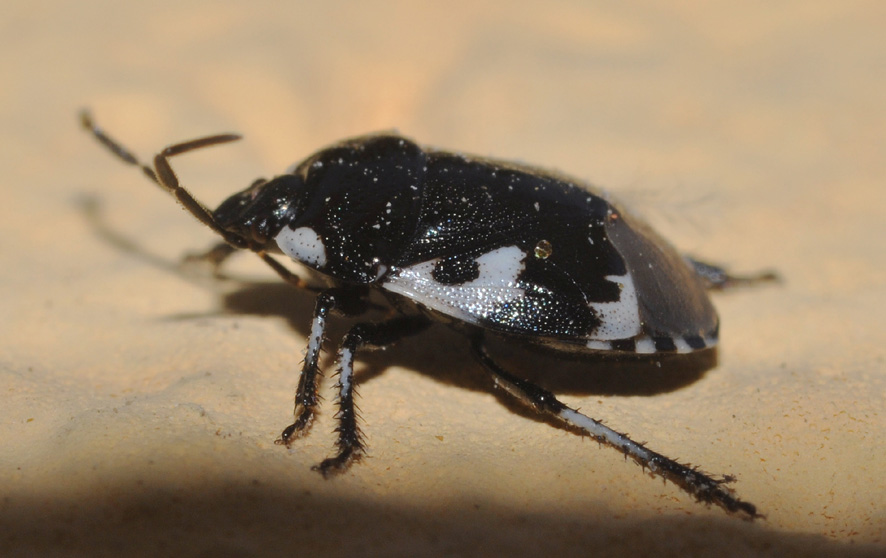 Cydnidae: Tritomegas bicolor dei dintorni di Milano.