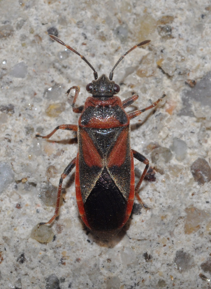 Lygaeidae: Arocatus melanocephalus dei dintorni di Milano