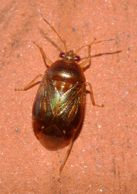 Miridae: Deraeocorsi lutescens del Parco Sud-Milano