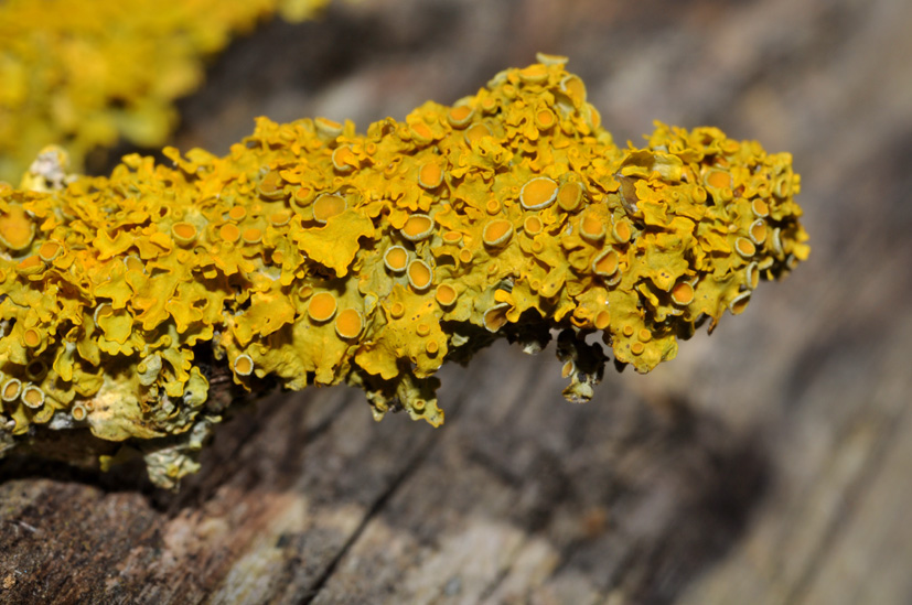 licheni gialli dappertutto