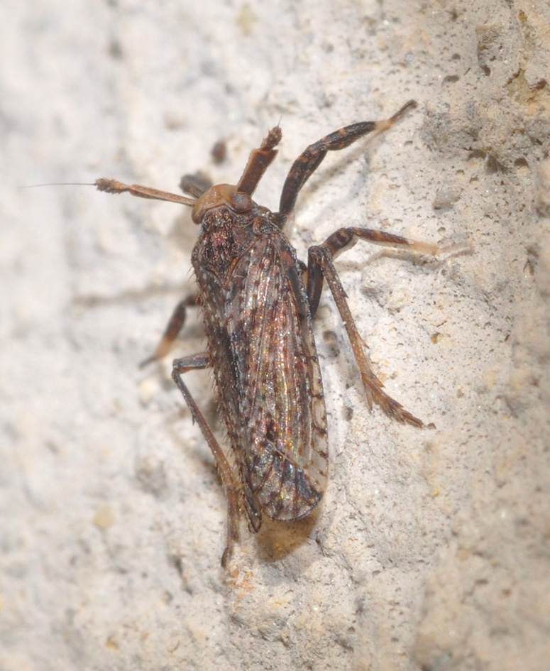Delphacidae: Asiraca clavicornis