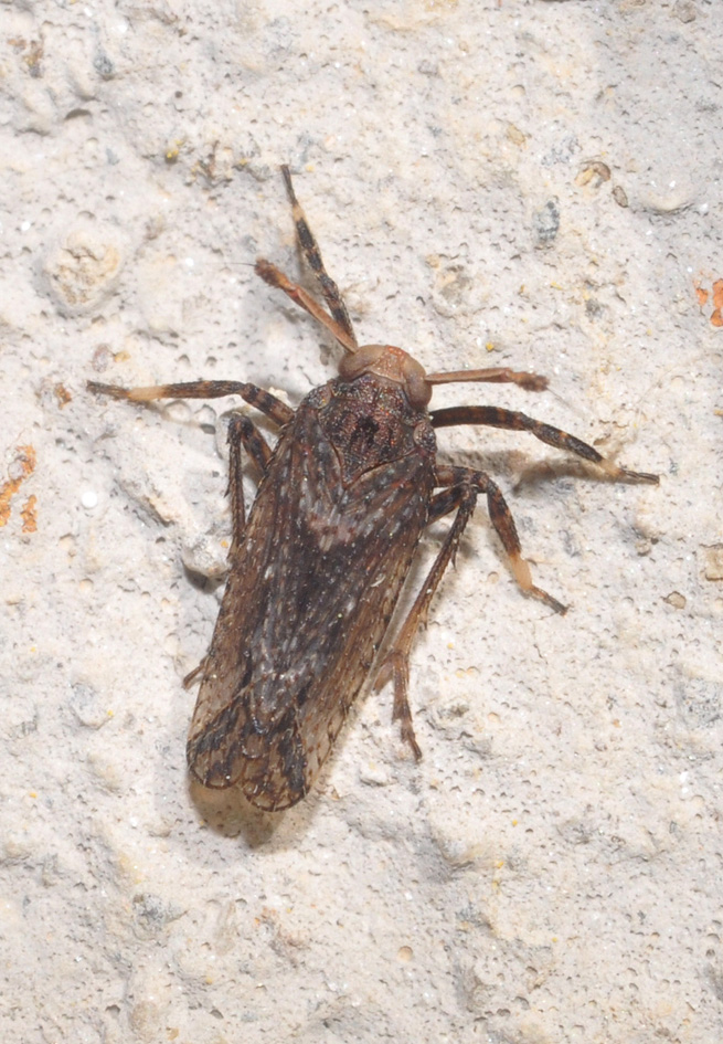 Delphacidae: Asiraca clavicornis