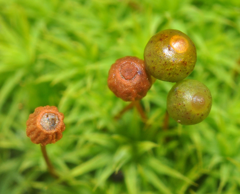 ma il muschio fiorisce?