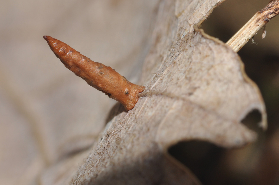 galla di Cynips cornifex con foro di uscita