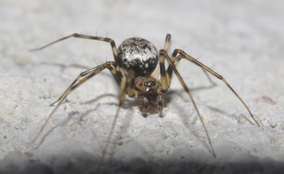 Linyphiidae: Drapetisca socialis