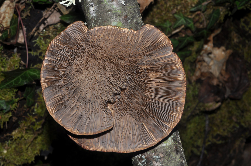 aiuto id (Daedaleopsis confragosa)