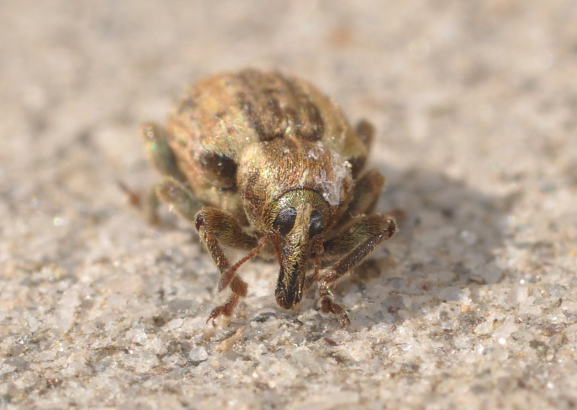 Curculionidae: Hypera cfr postica