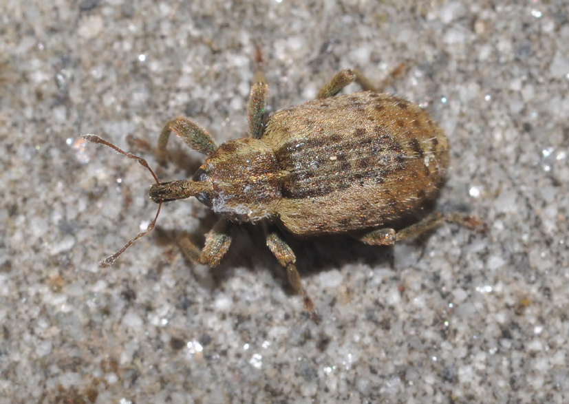 Curculionidae: Hypera cfr postica