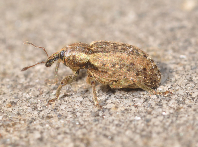 Curculionidae: Hypera cfr postica