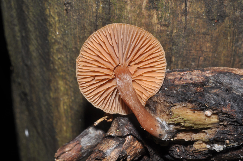 Laccaria laccata?