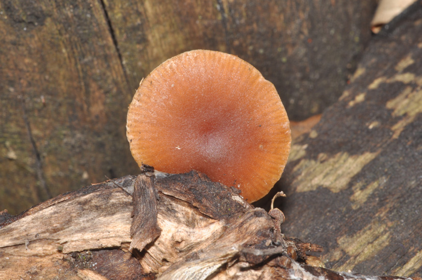 Laccaria laccata?
