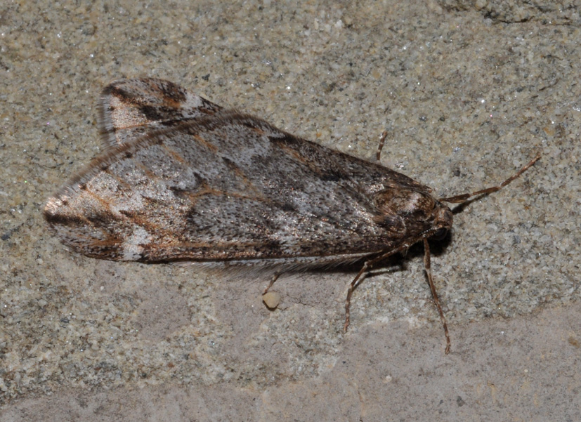 aiuto id : Alsophila aescularia