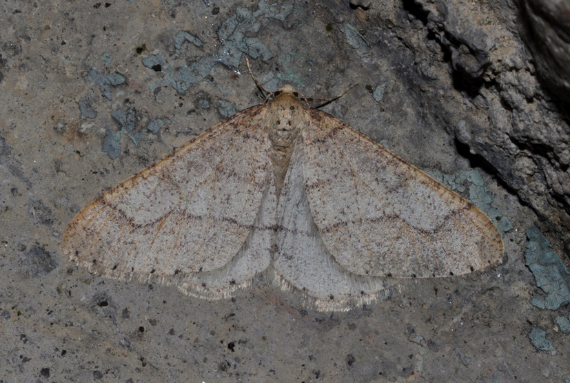 Geometridae: aiuto id- Agriopis marginaria