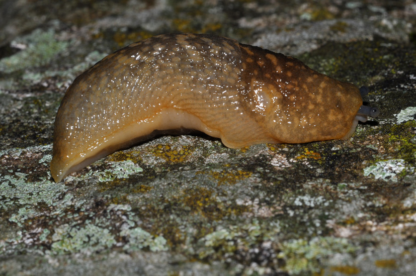 Limacus flavus da Cavriglia (AR)