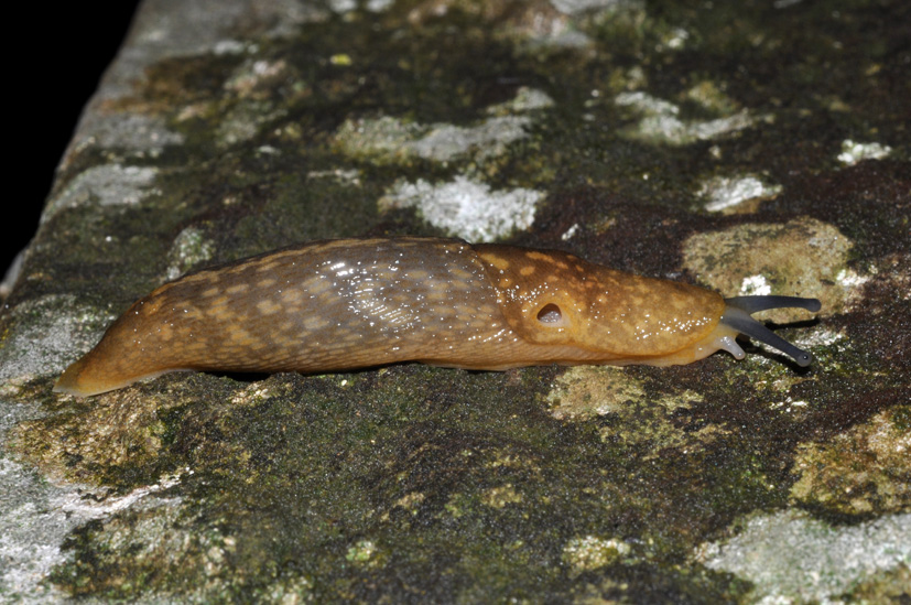 Limacus flavus da Cavriglia (AR)