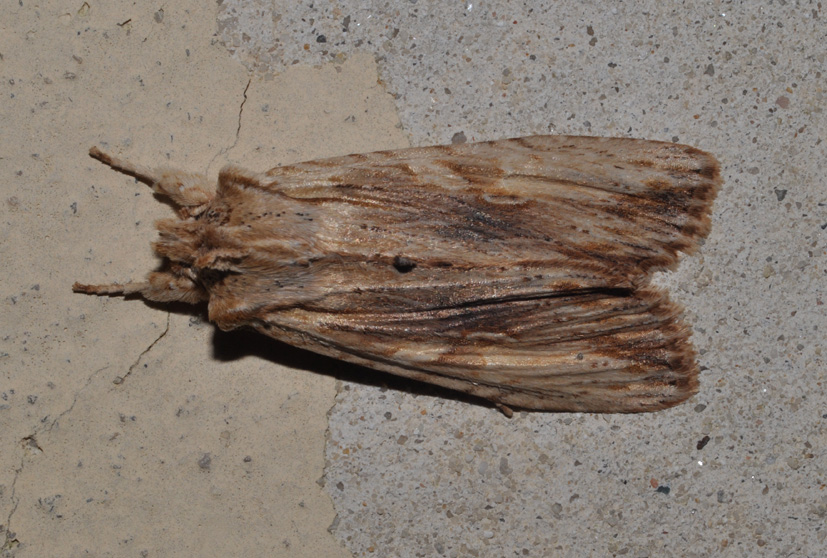 Noctuidae...: Lithophane socia