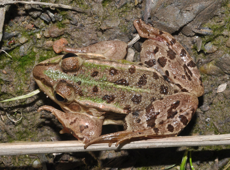 aiuto id - Pelophylax sp. (Lombardia)