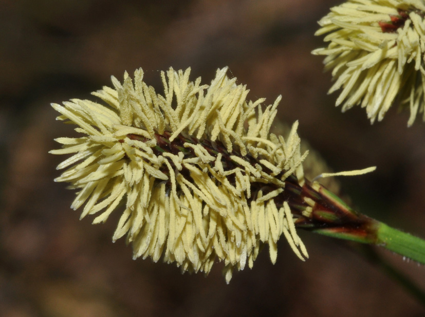 Carex sp.