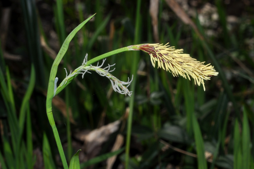Carex sp.
