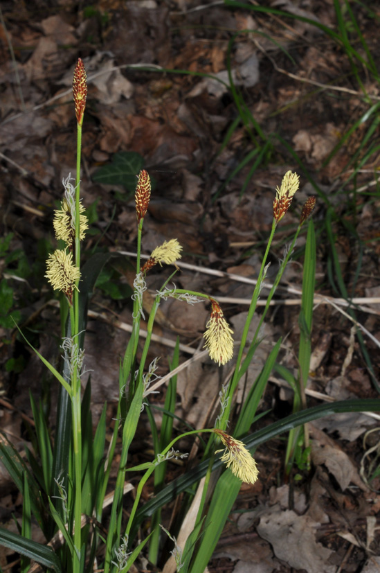 Carex sp.
