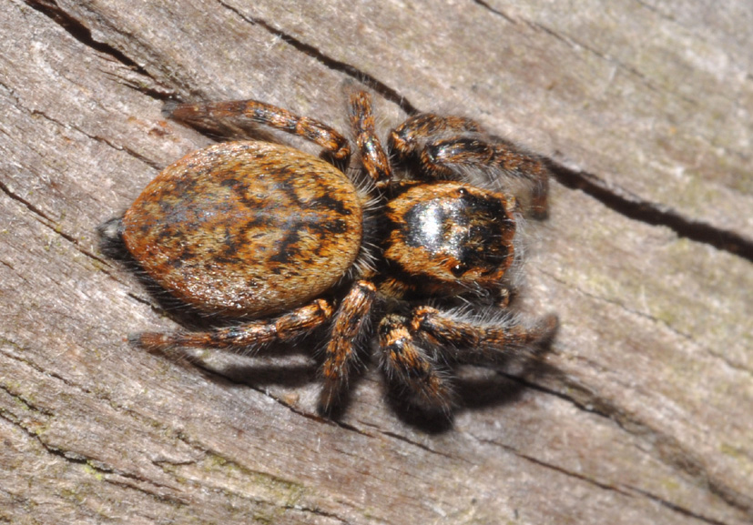 Carrhotus xanthogramma