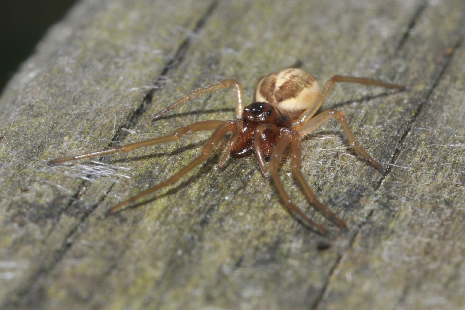 Pachygnatha sp.