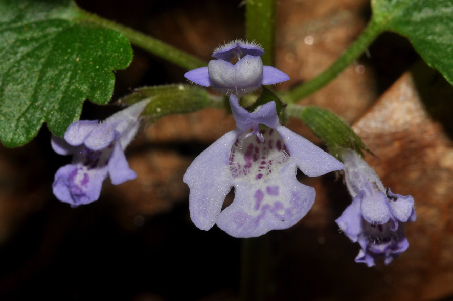 Glechoma hederacea