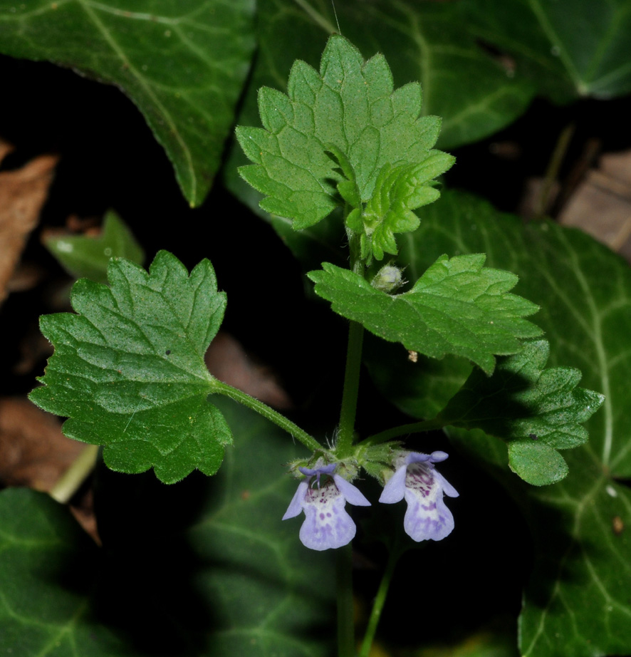Glechoma hederacea