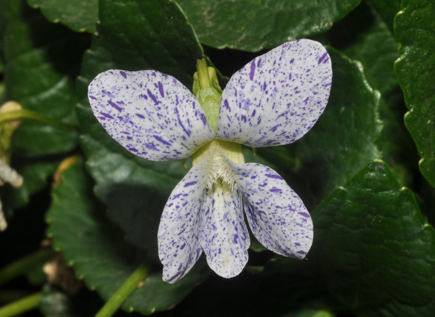 Viola sororia