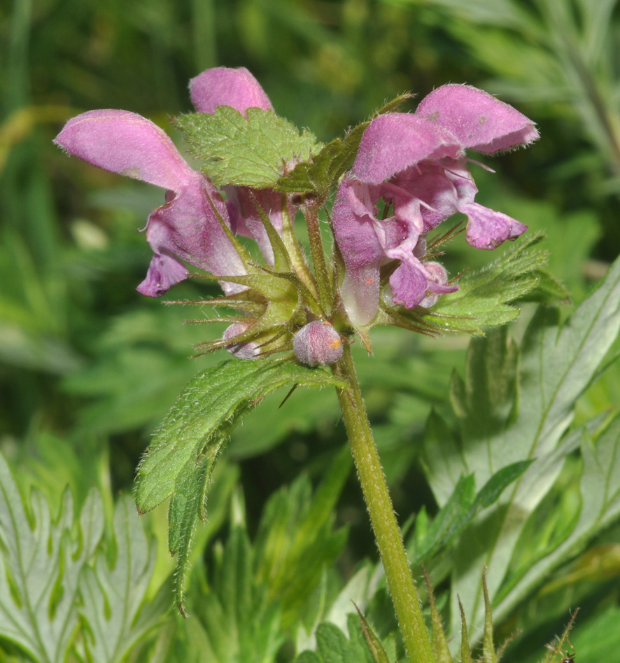 Lamium maculatum - Lamium album -Lamium bifidum