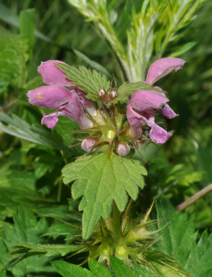 Lamium maculatum - Lamium album -Lamium bifidum