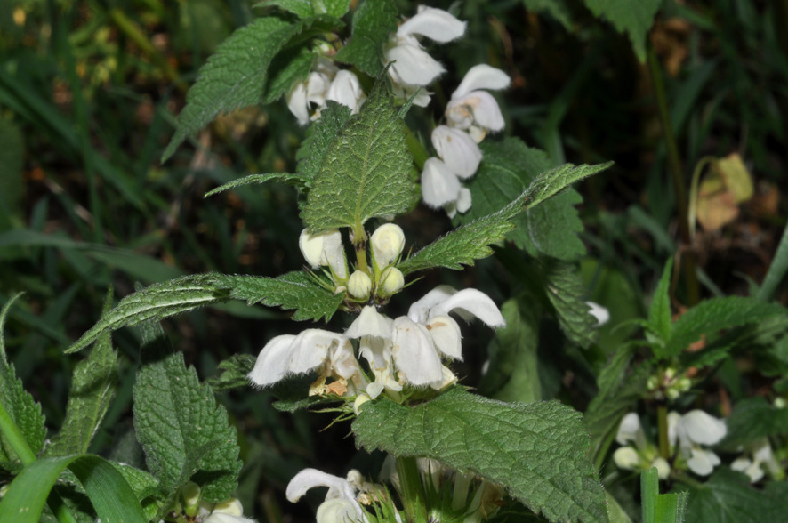 Lamium maculatum - Lamium album -Lamium bifidum