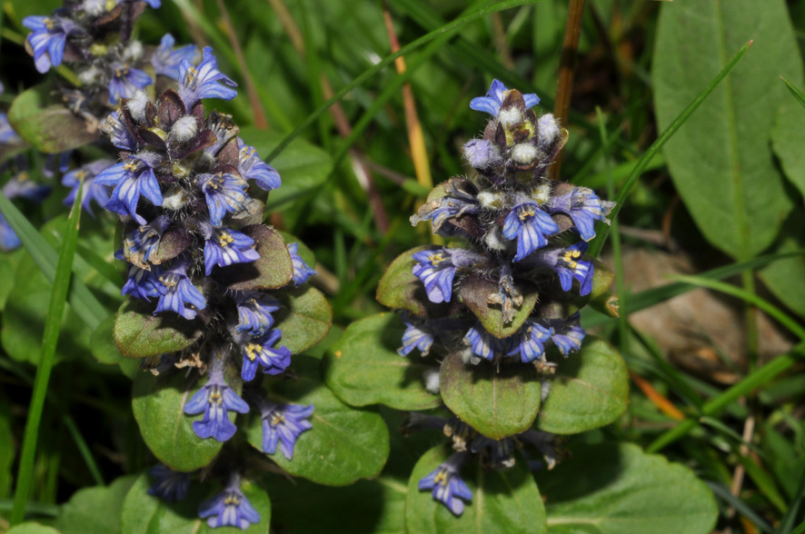 Ajuga reptans