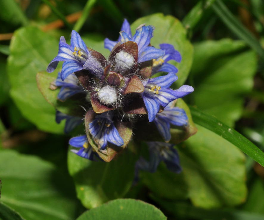 Ajuga reptans