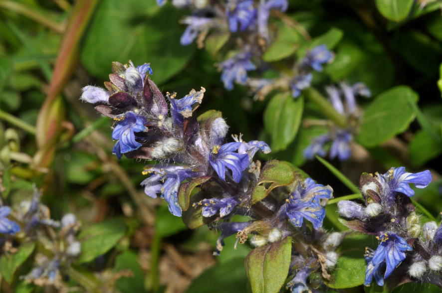 Ajuga reptans