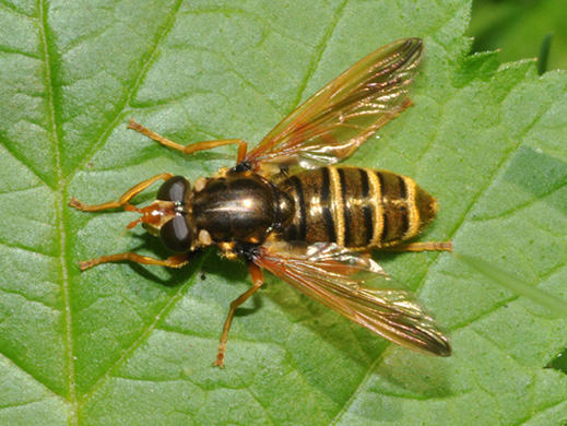 Syrphidae: Caliprobola speciosa ♀