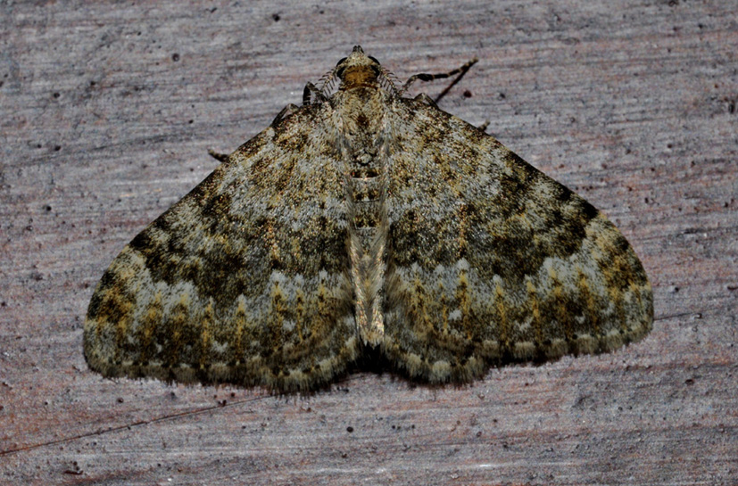 Geometridae?