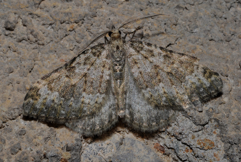 Geometridae?
