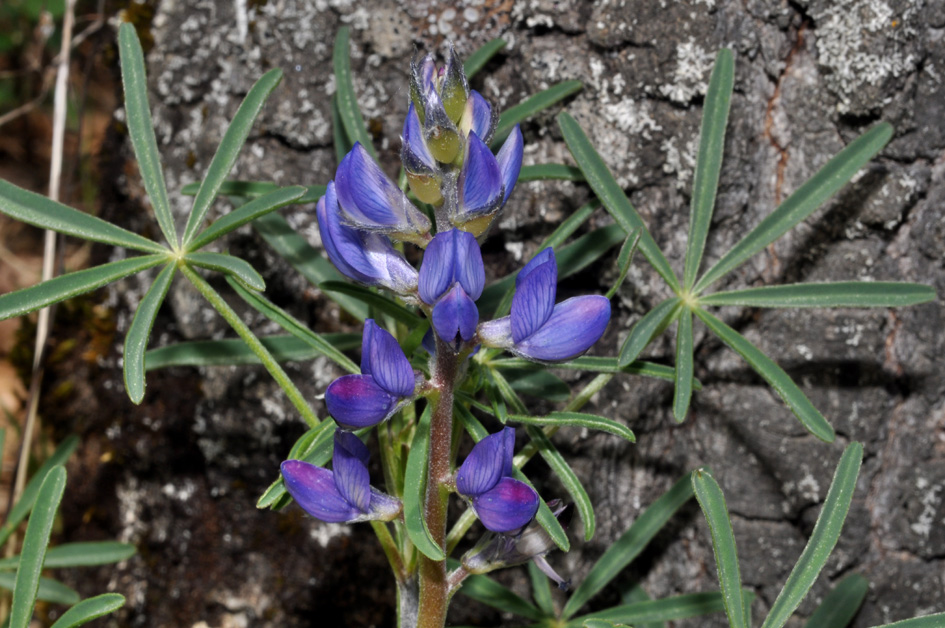 Lupinus angustifolius / Lupino selvatico