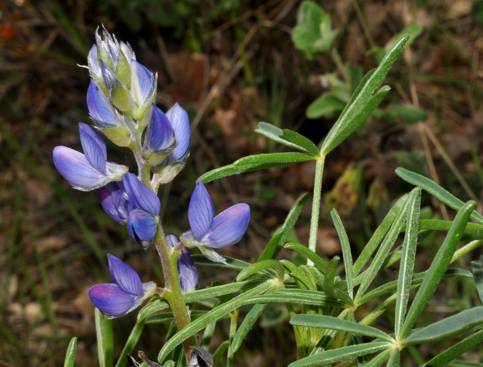 Lupinus angustifolius / Lupino selvatico