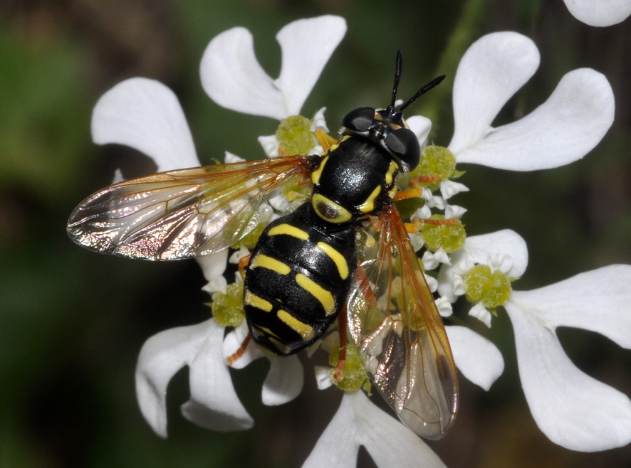 Syrphidae: Chrysotoxum...forse intermedium?