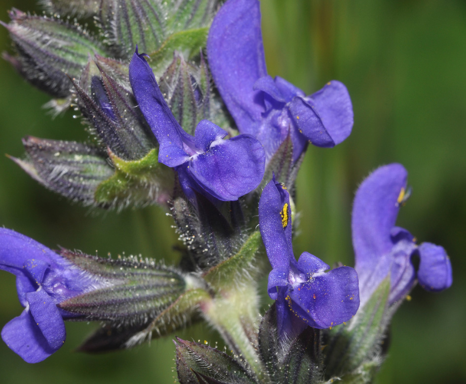 Salvia cfr.pratensis
