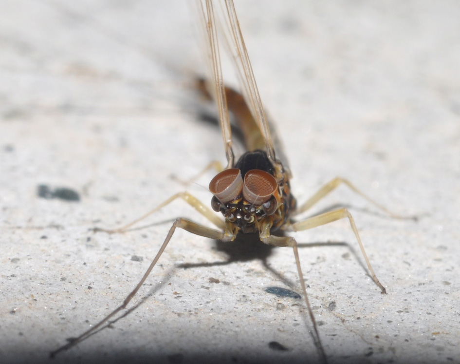 Baetis rhodani