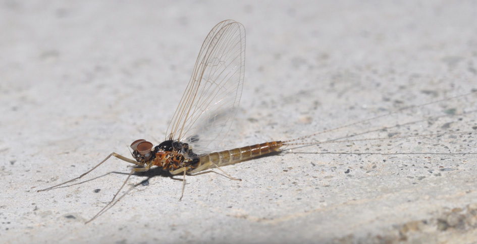 Baetis rhodani
