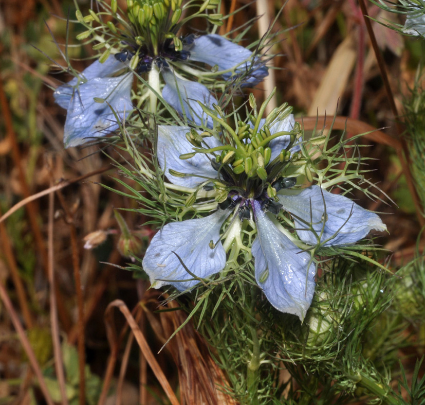 Strani fiori.. Nigella damascena