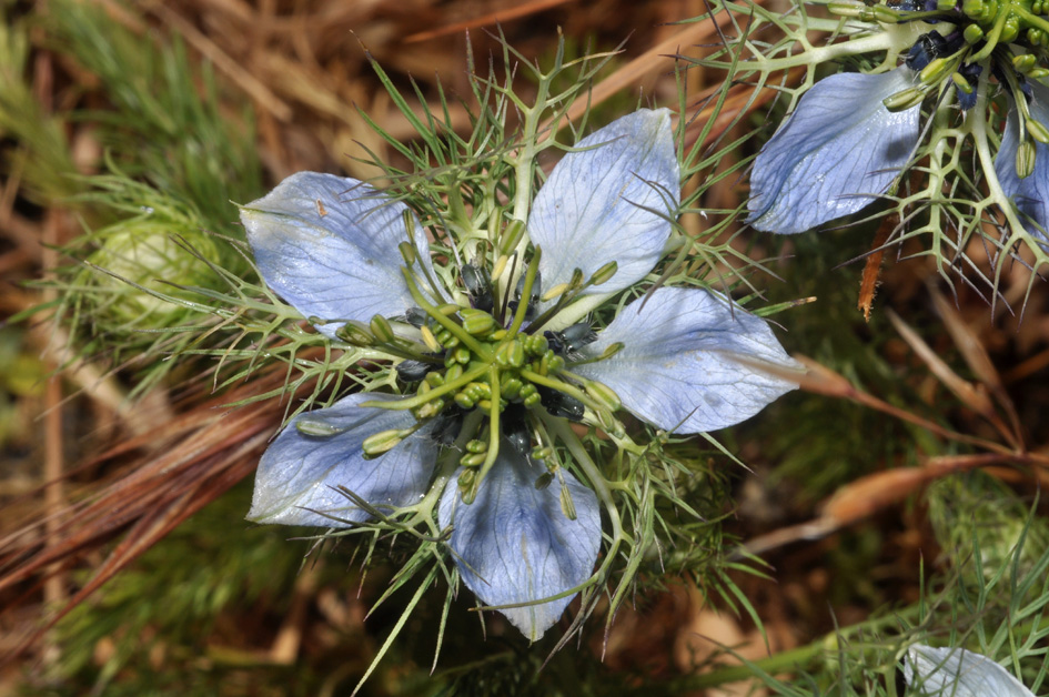 Strani fiori.. Nigella damascena