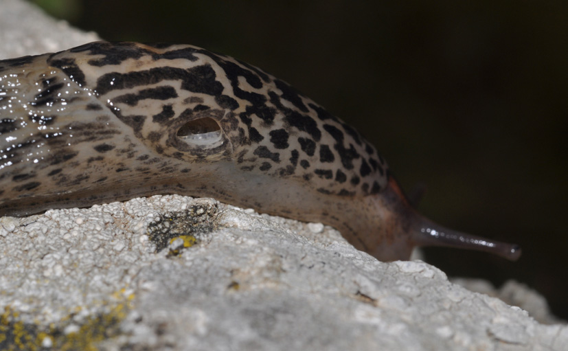 Limax maximus da Cavriglia (AR)